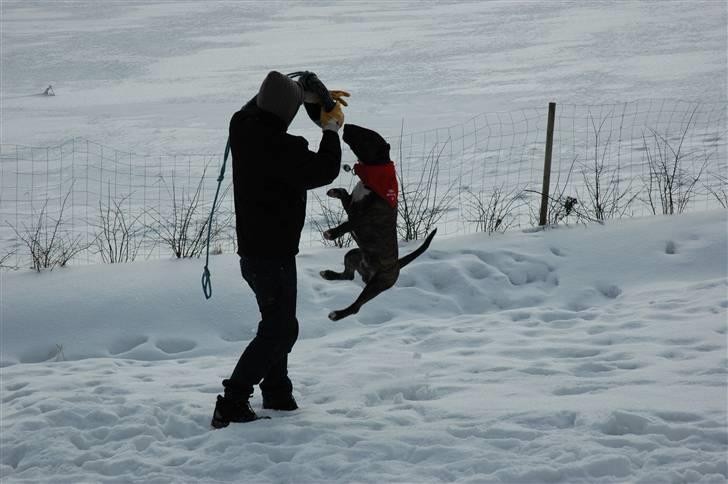 Bullterrier Eddie - 18 måneder og leger med "storebror" og trailerdækket billede 16