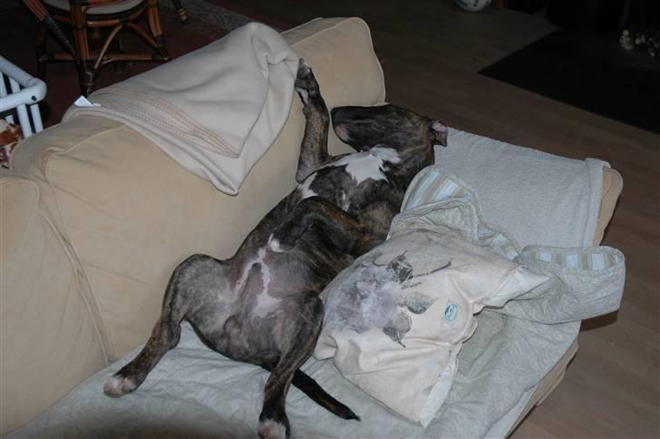 Bullterrier Eddie - 18 måneder og tager lige en slapper billede 17