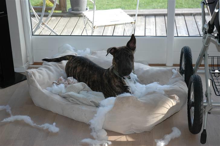 Bullterrier Eddie - Hej far!    jeg får snart brug for en ny seng billede 18