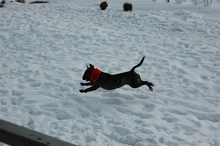 Bullterrier Eddie - 18 måneder og har stadig damp billede 19
