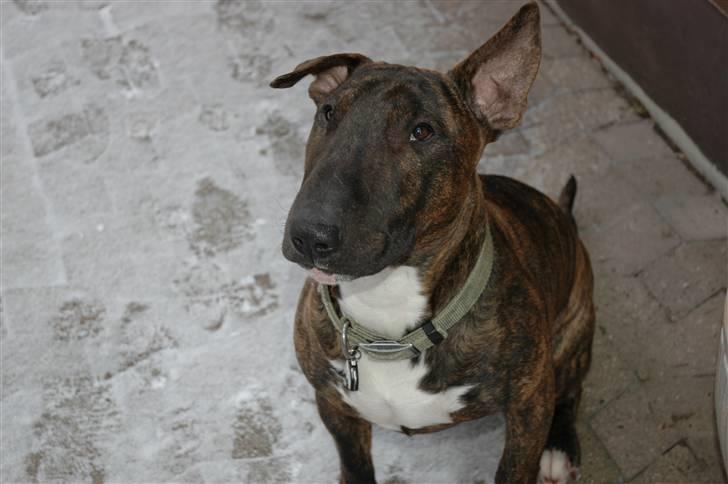 Bullterrier Eddie - Sikker på at du ikke har en "kiks" i lommen? billede 20