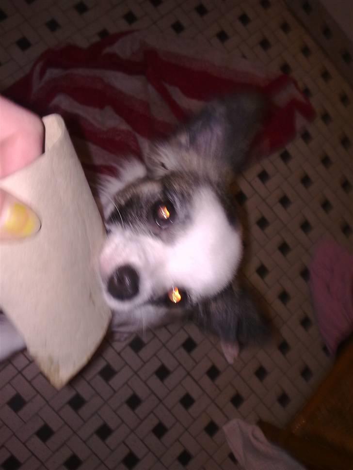 Chihuahua Pops billede 15