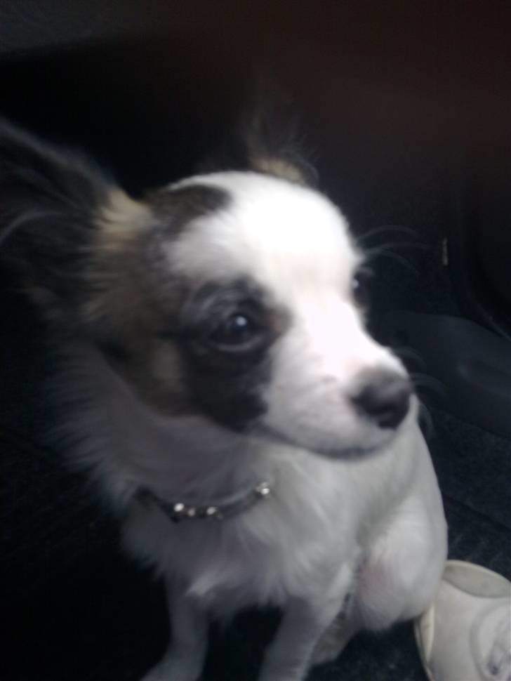 Chihuahua Pops billede 16