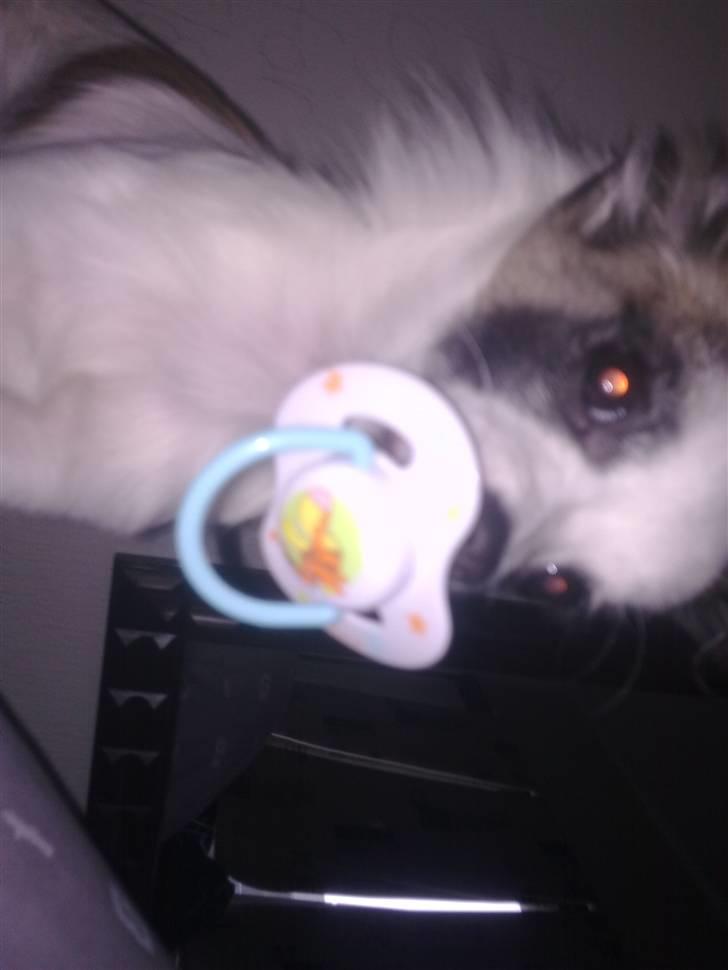 Chihuahua Pops billede 17