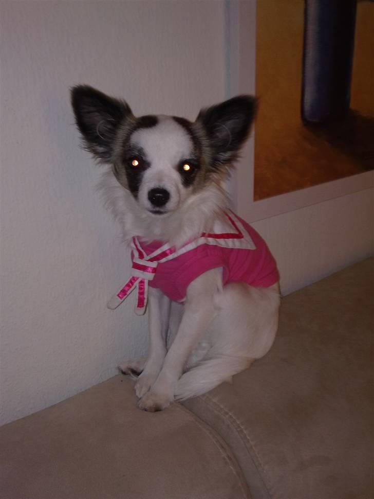 Chihuahua Pops billede 18