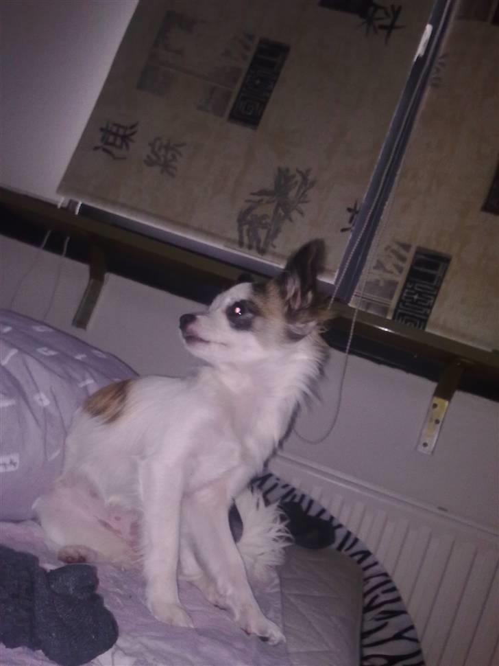 Chihuahua Pops billede 19