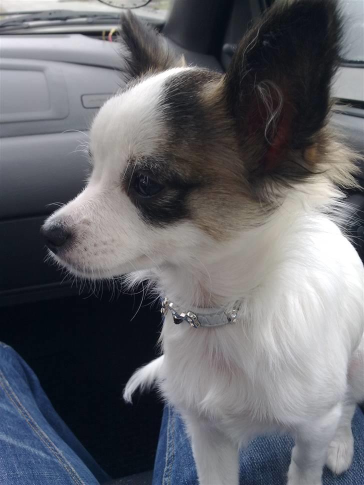 Chihuahua Pops billede 20