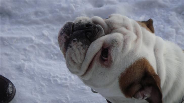 Engelsk bulldog Tinkerbell(grethe) (R.I.P) billede 1