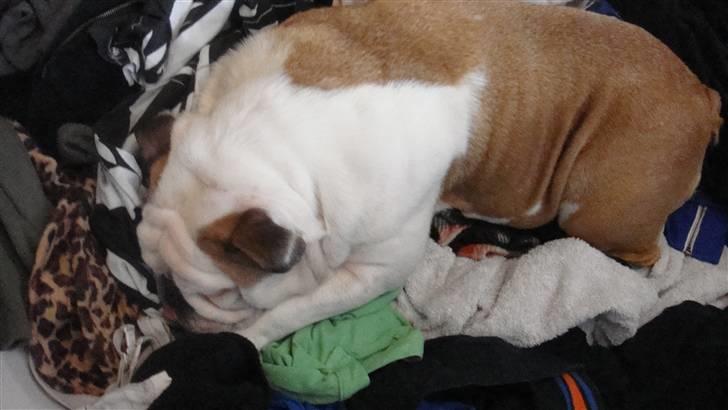 Engelsk bulldog Tinkerbell(grethe) (R.I.P) billede 2