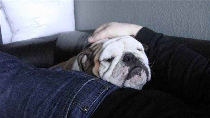 Engelsk bulldog Tinkerbell(grethe) (R.I.P) billede 3