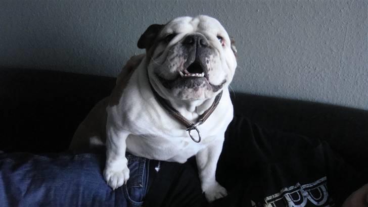 Engelsk bulldog Tinkerbell(grethe) (R.I.P) billede 4