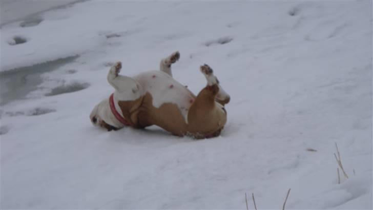 Engelsk bulldog Tinkerbell(grethe) (R.I.P) billede 5