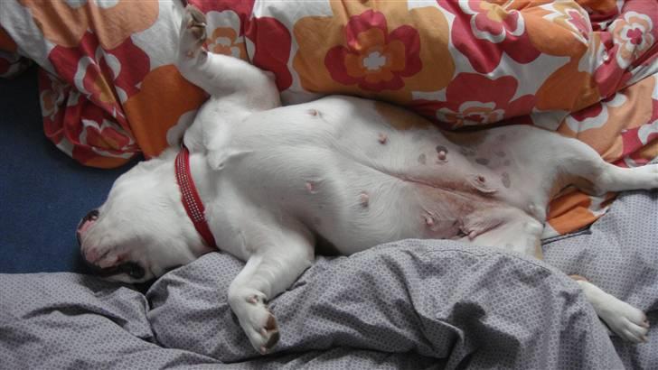 Engelsk bulldog Tinkerbell(grethe) (R.I.P) billede 6