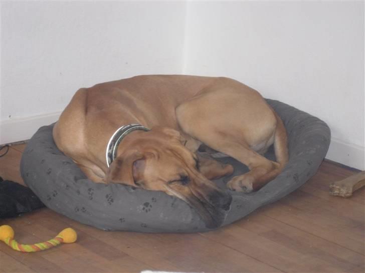 Grand danois Canto - Har skruet sig ned i sin kurv... billede 11