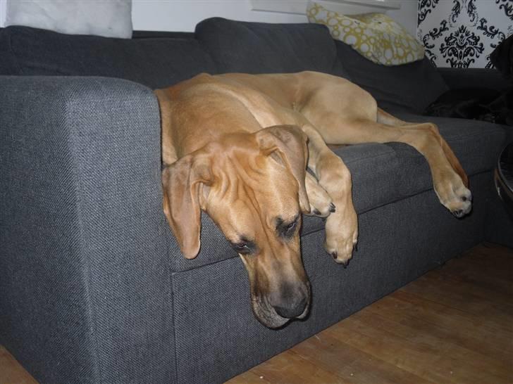 Grand danois Canto - Hænger li ud ... :) billede 13