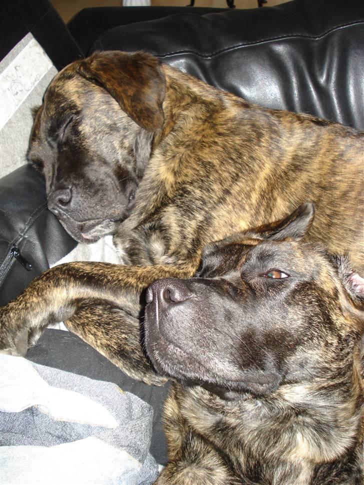 Blanding af racer Lulu billede 12