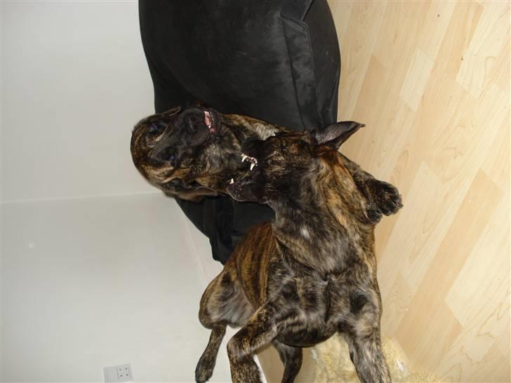 Blanding af racer Lulu - mundhuggeri :) Man er vel en kvart sankt bernhard så vi ligger nede og leger ;) billede 13