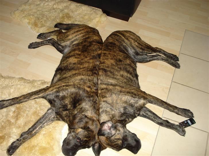 Blanding af racer Lulu billede 14