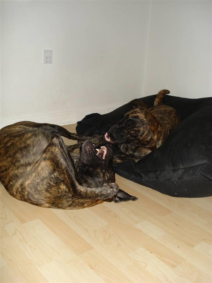 Blanding af racer Lulu billede 15