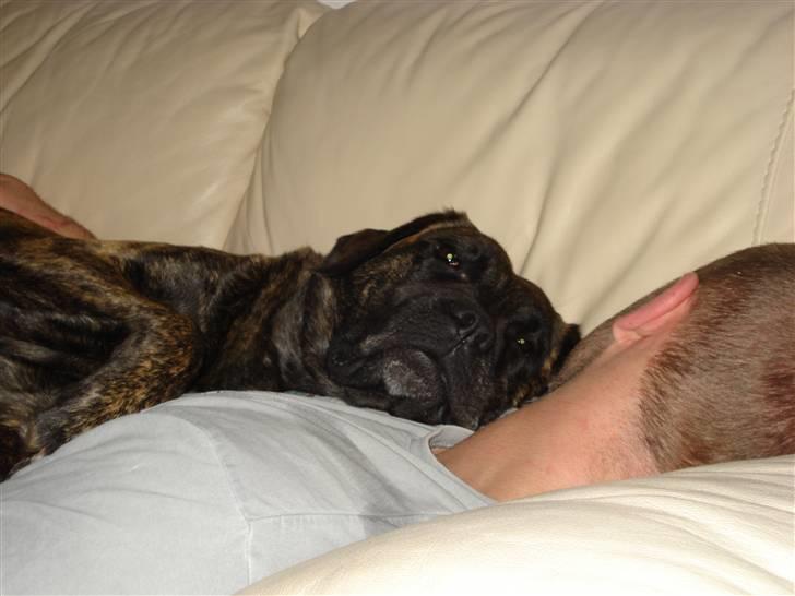 Blanding af racer Lulu - middagslur med min far. billede 16