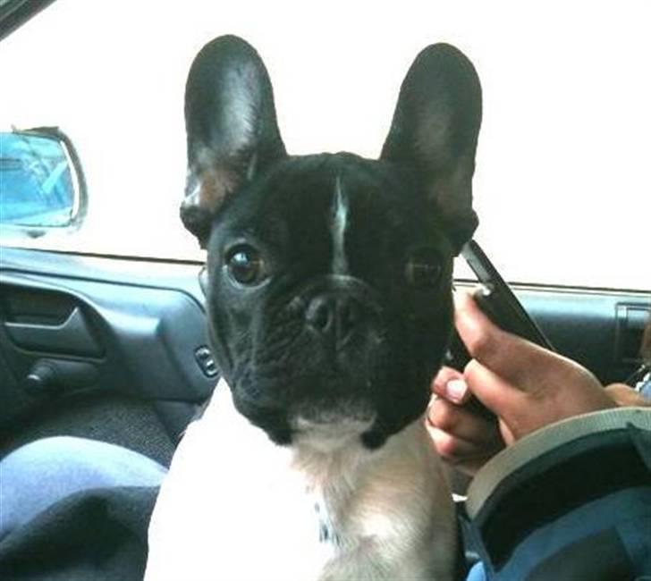 Fransk bulldog Cody billede 4