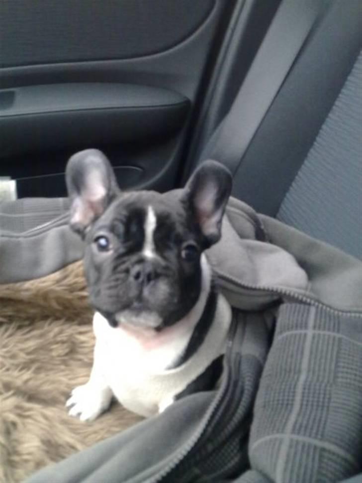 Fransk bulldog Cody billede 5