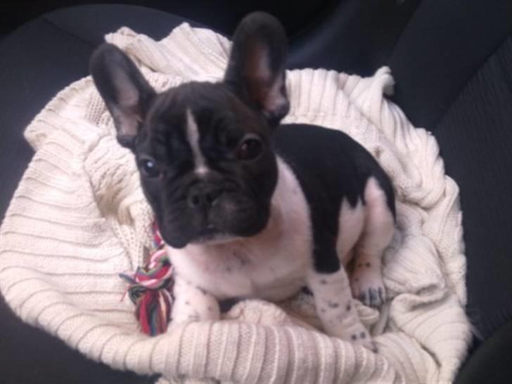 Fransk bulldog Cody billede 6