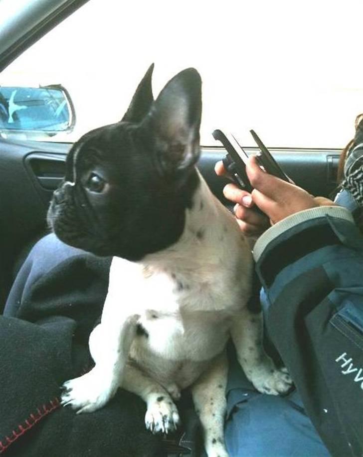 Fransk bulldog Cody billede 8