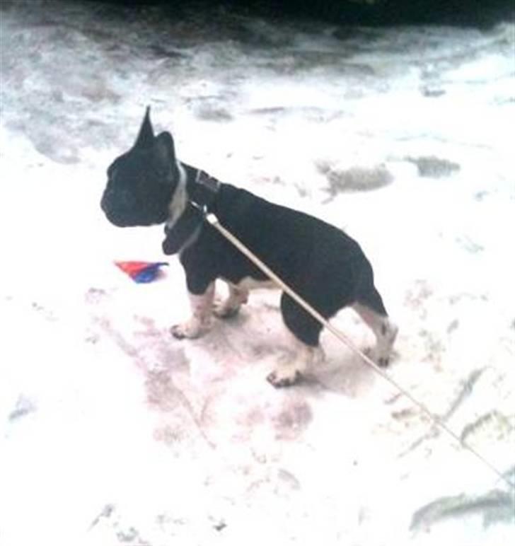 Fransk bulldog Cody billede 10