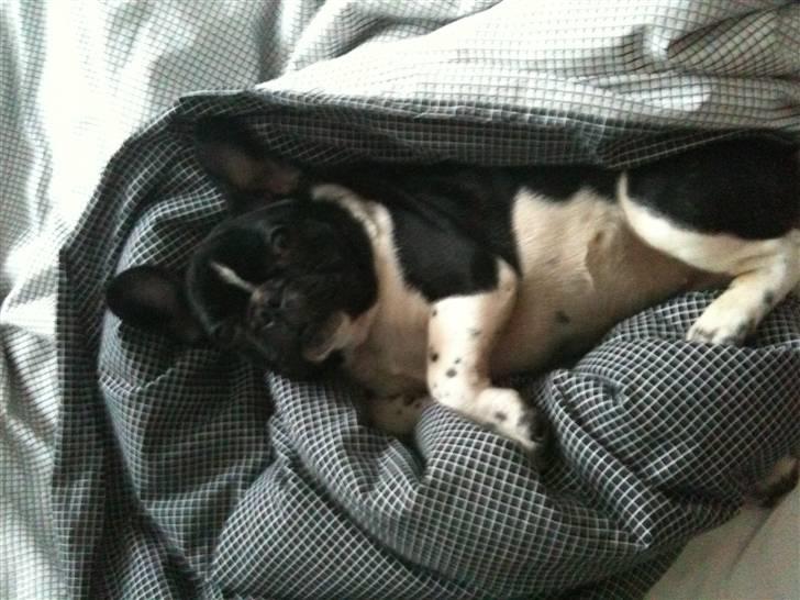 Fransk bulldog Cody billede 11