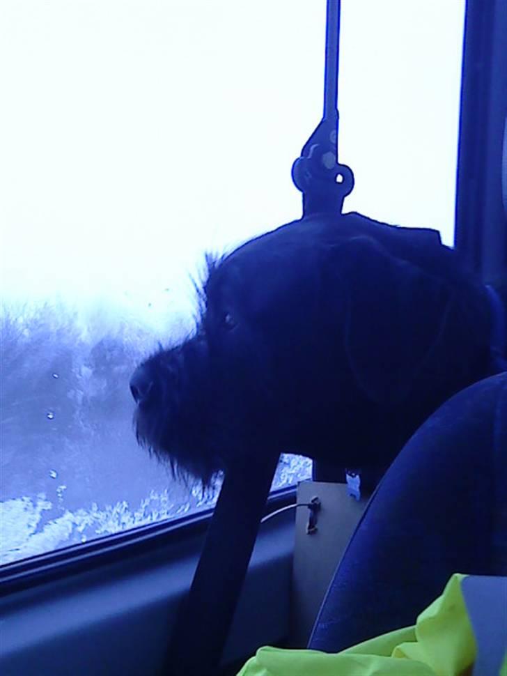 Blanding af racer Charlie billede 19