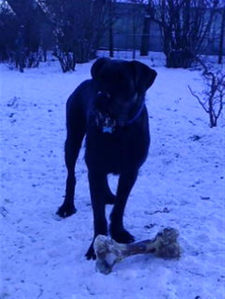 Blanding af racer Charlie billede 20