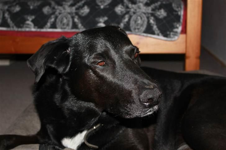 Blanding af racer Kenzo <3 - Kenzo jeg elsker dig <3! Billede taget af mig :D billede 5