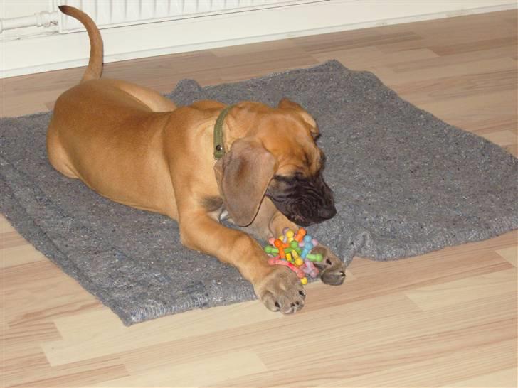 Grand danois Soffi  RIP - nu skal du ikke blive for fræk..... billede 6