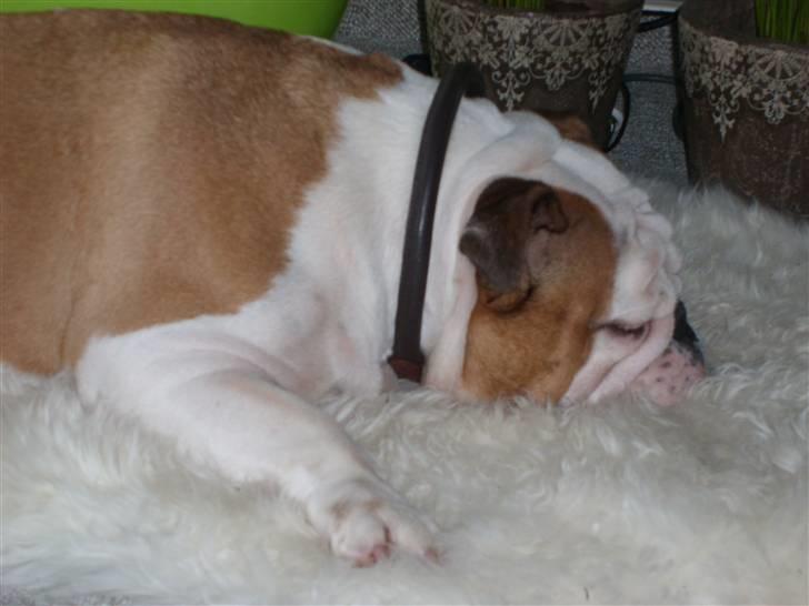 Engelsk bulldog Tinkerbell(grethe) (R.I.P) billede 7