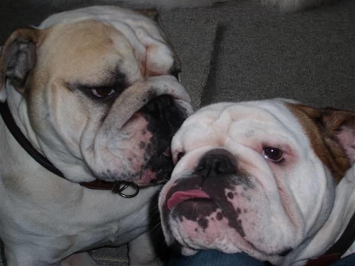 Engelsk bulldog Tinkerbell(grethe) (R.I.P) billede 8