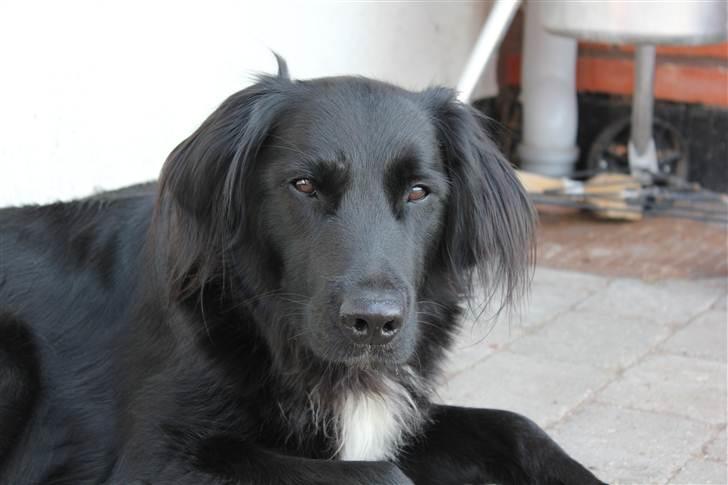 Blanding af racer Junior <3 - Velkommen til Junior´s profil. Læg gerne en kommentar og/eller bedømmelse<3 :D billede 1