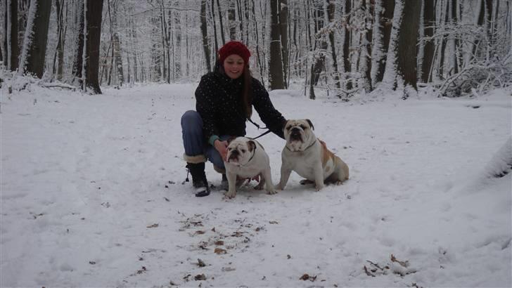 Engelsk bulldog Tinkerbell(grethe) (R.I.P) billede 9