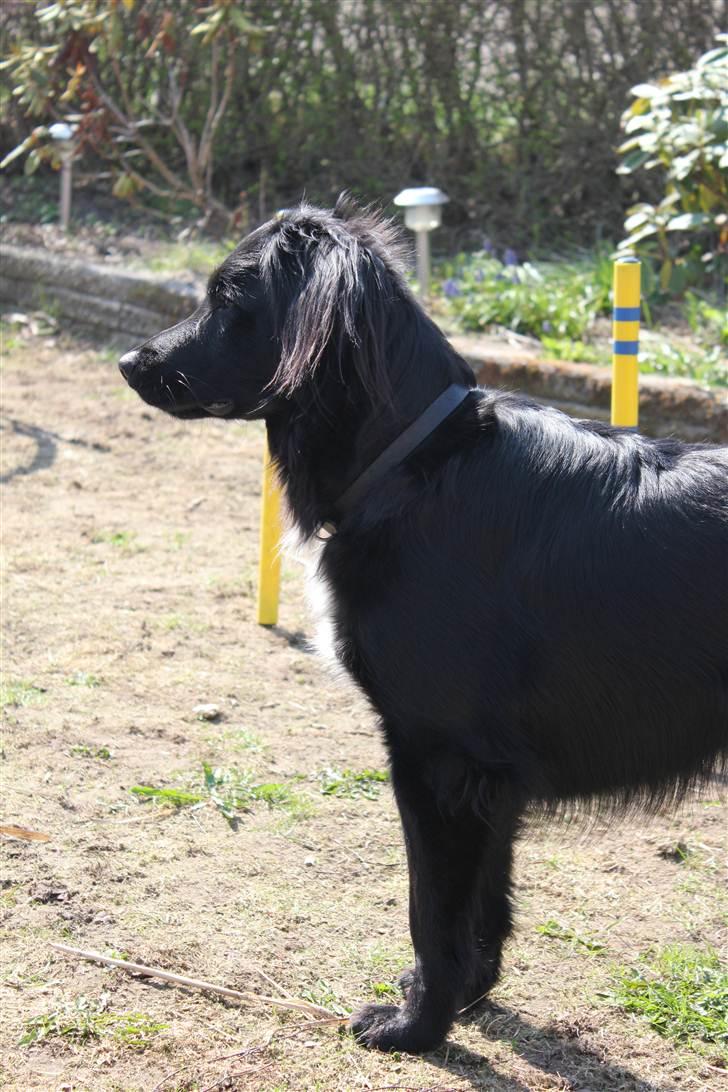 Blanding af racer Junior <3 - Elsker dig basse <3 ! Billede taget af Frederikke ( min søster ) :D billede 2