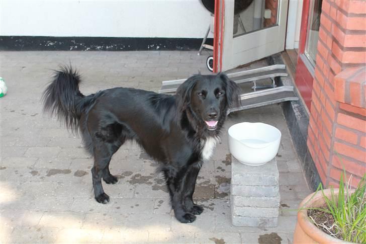 Blanding af racer Junior <3 - Smukke!<3  Billede taget af Frederikke (min søster) :D billede 3