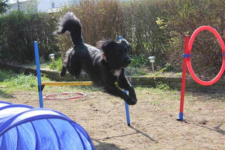 Blanding af racer Junior <3 - Junior i fuld fart over springet<3! Billede taget af Frederikke (min søster) :D billede 4