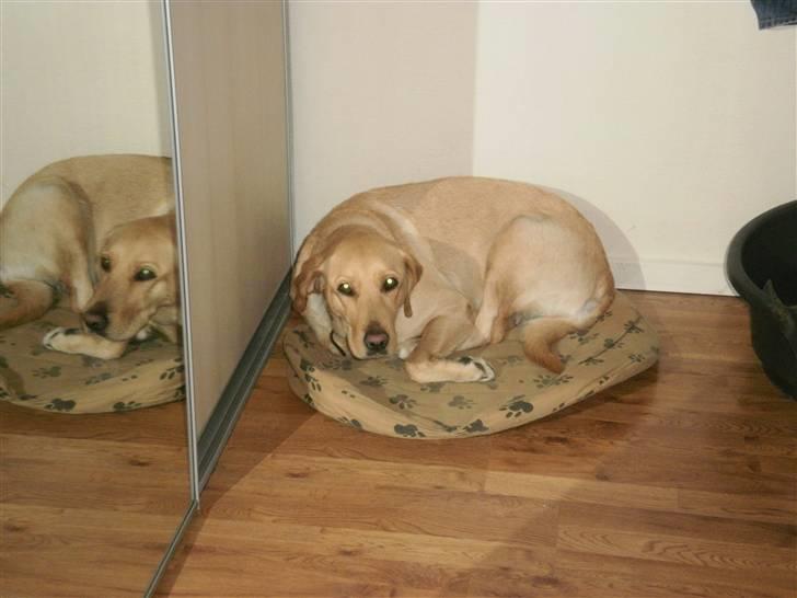 Labrador retriever molly billede 8
