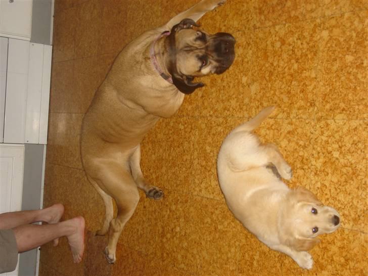 Cane corso malou billede 17