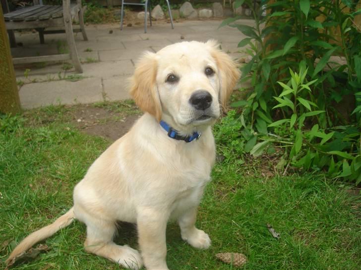 Golden retriever vidtso billede 1