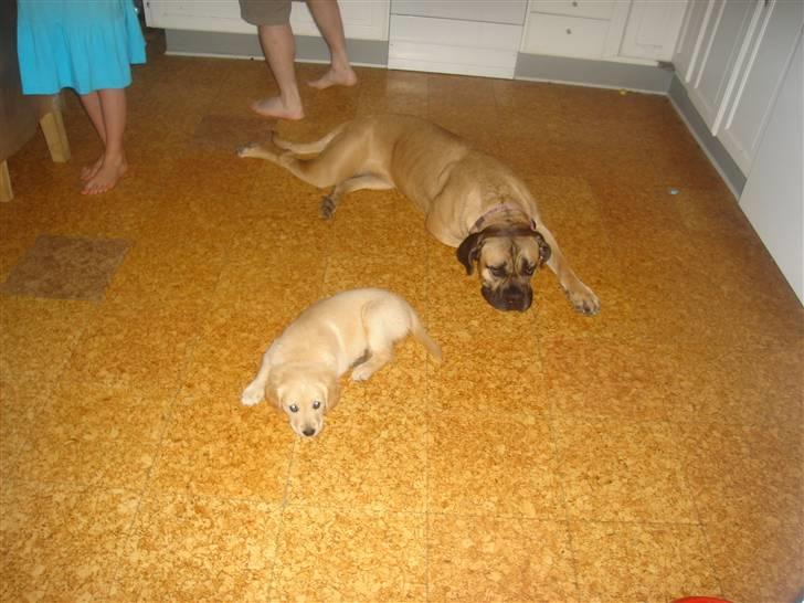 Golden retriever vidtso billede 2