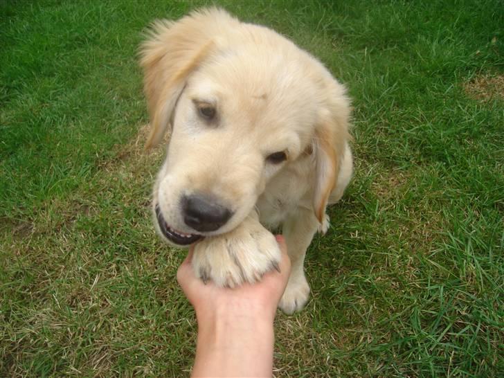 Golden retriever vidtso billede 3