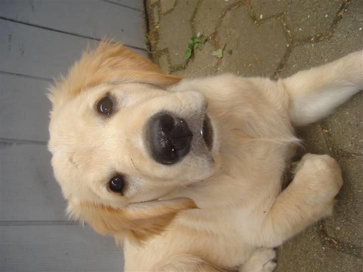 Golden retriever vidtso billede 4