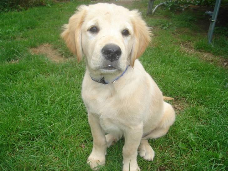 Golden retriever vidtso billede 5