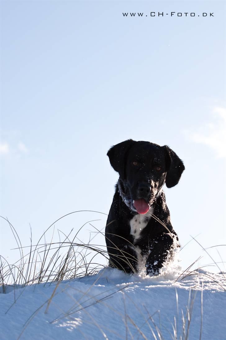 Blanding af racer lab/engelskspringer Lucky billede 11