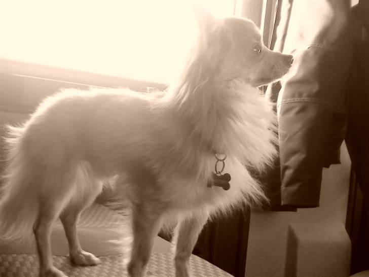 Chihuahua Daffy - smukke billede 14